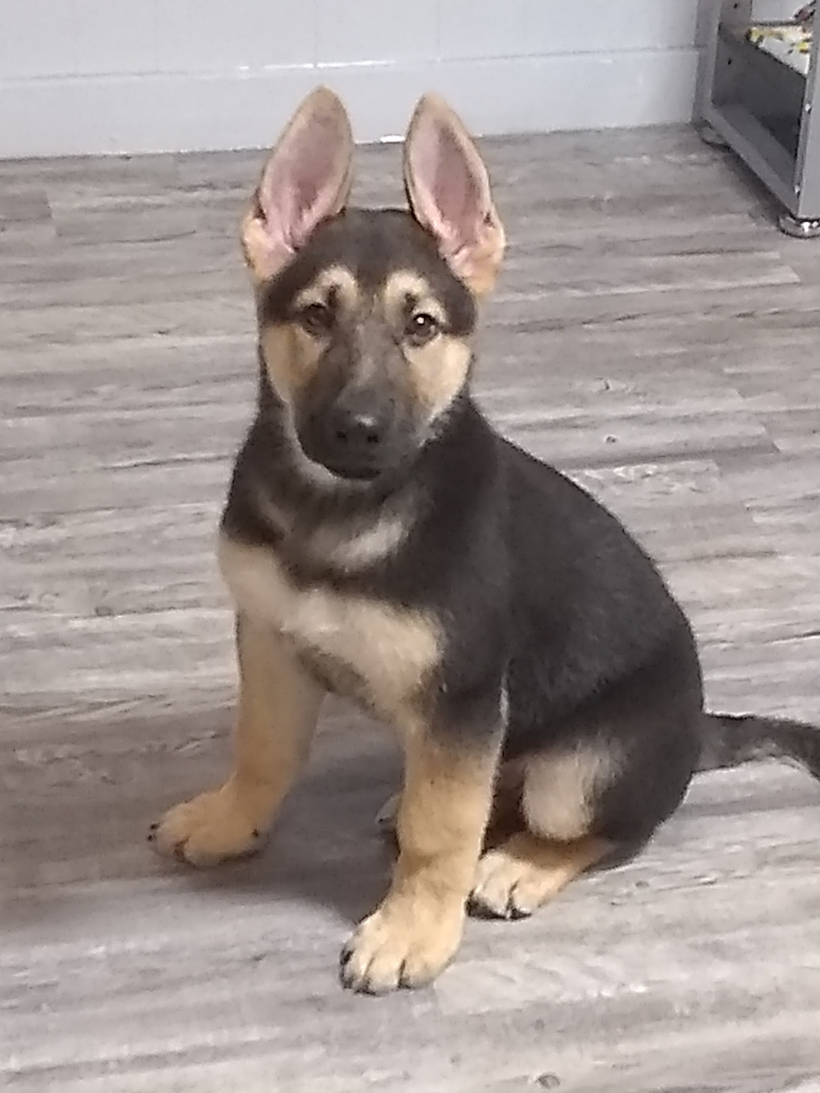 All Four Paws in Bay City