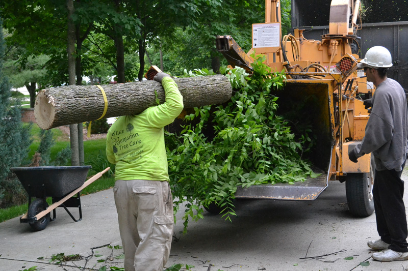 Allen Benjamin Tree Care Inc. in Bay City