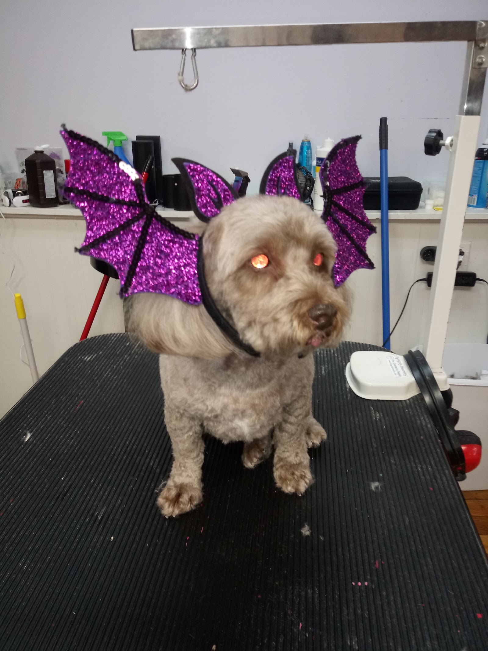 Barking Club in Bay City