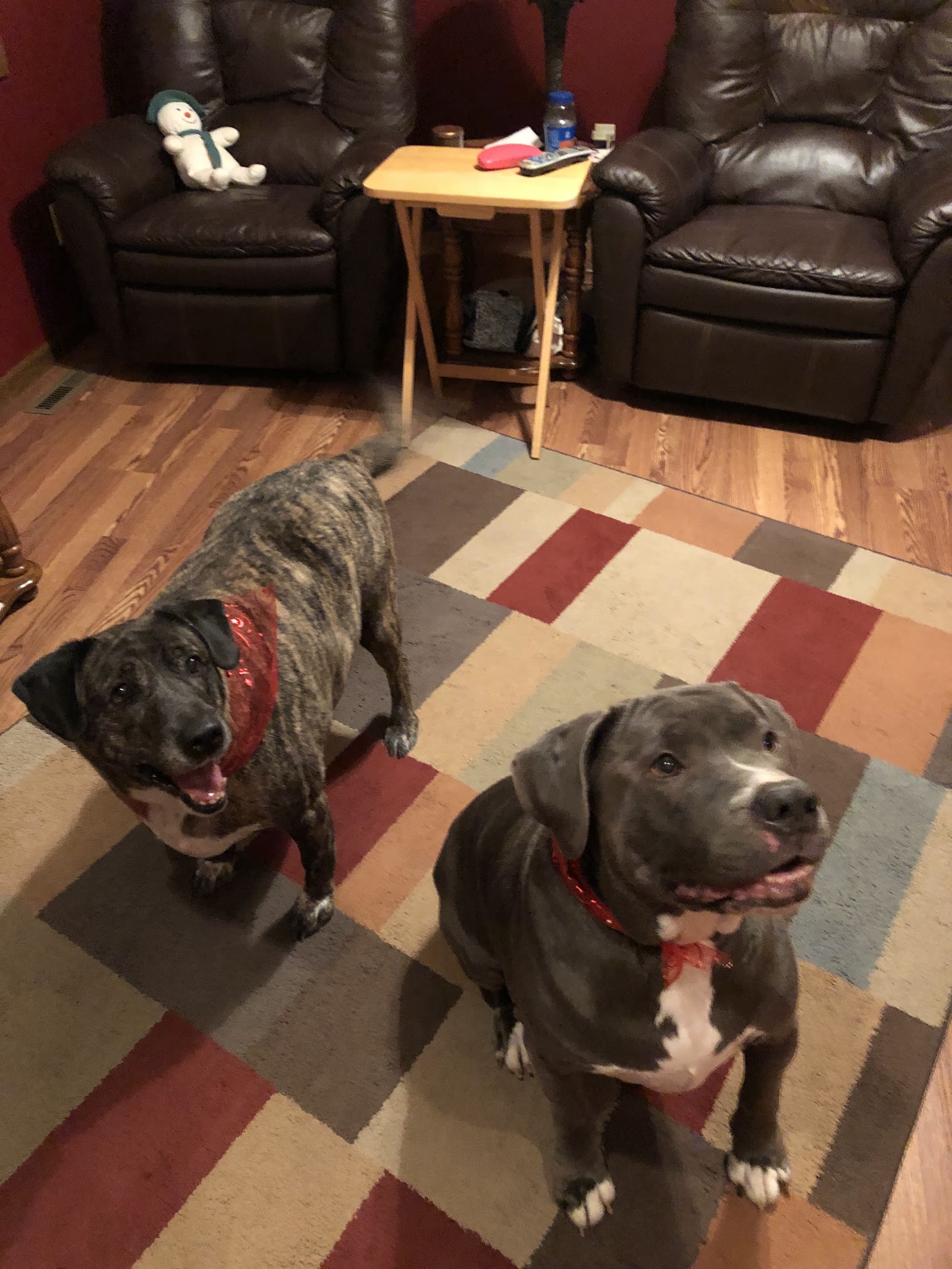 Bruno's Pet Parlor in Bay City