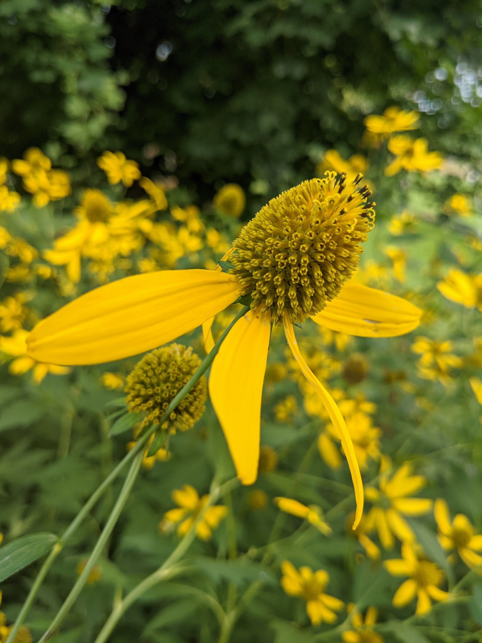 Discovery Preserve in Bay City