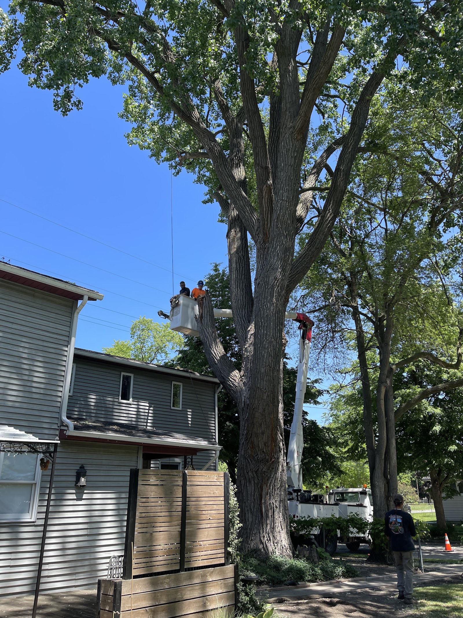 Jays Tree Service and Landscaping — photo