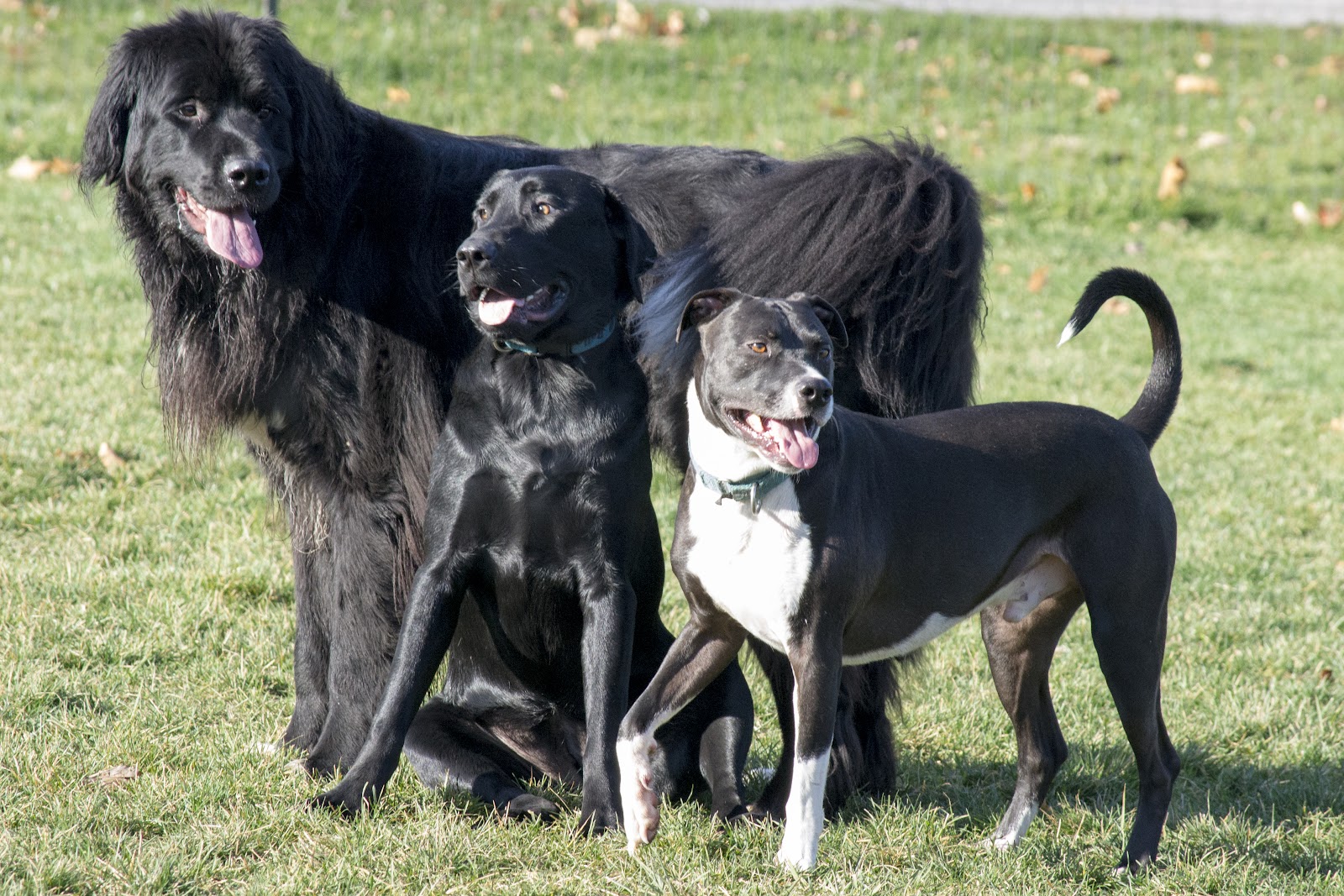Kaybee's K9 Training & Spa in Bay City