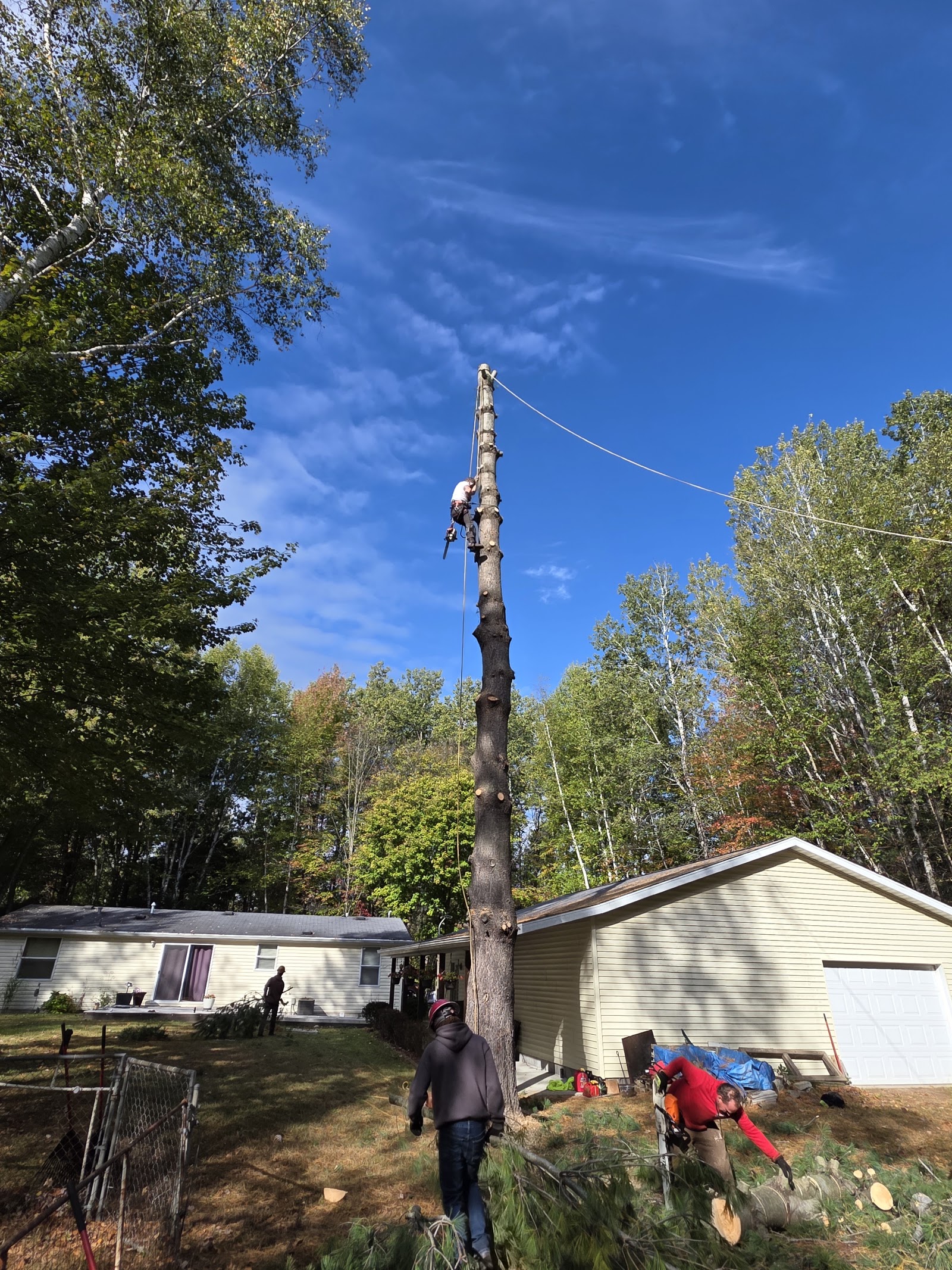 Mori Tree Services — photo